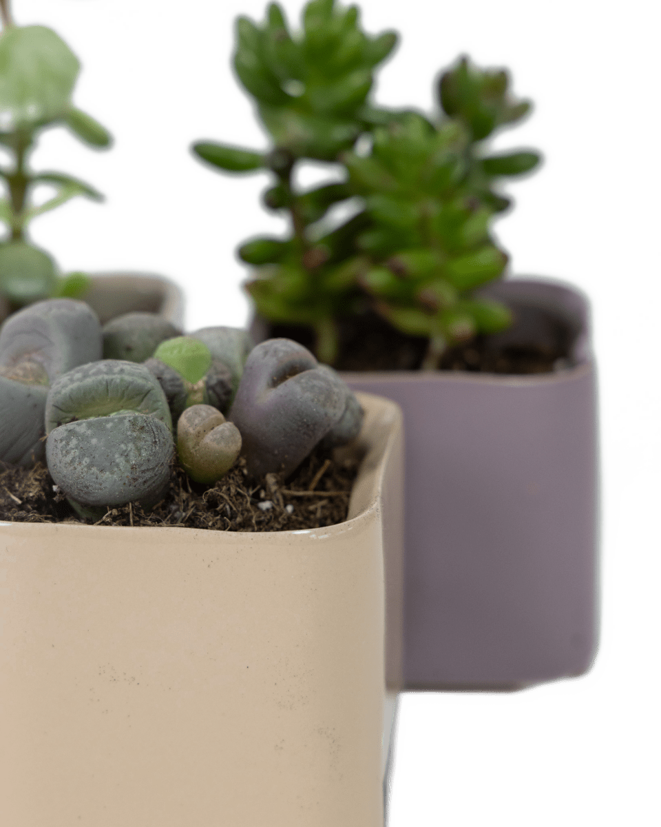 Svek Ceramic Indoor Succulent Pot - Chive US Wholesale