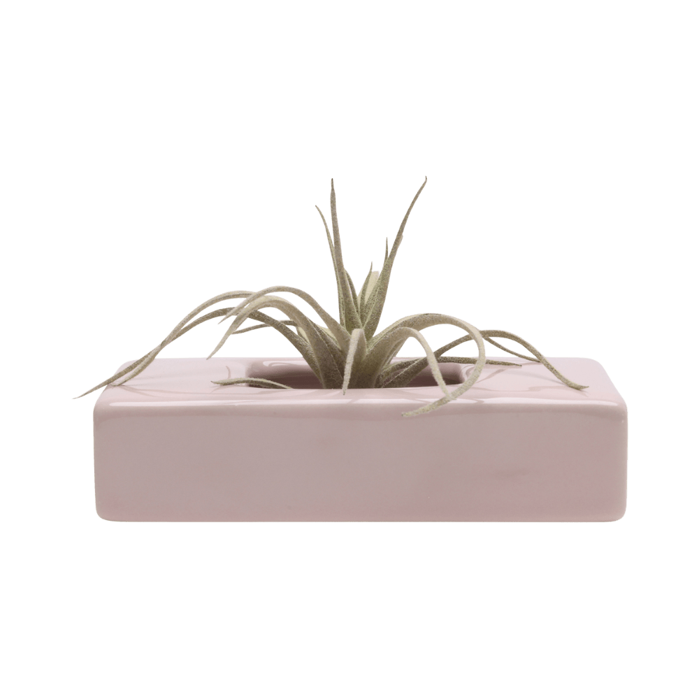 Swayzak Ceramic Dish For Ikebana Kenzans - Chive US Wholesale