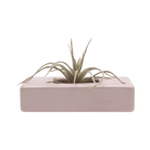 Swayzak Ceramic Dish For Ikebana Kenzans - Chive US Wholesale