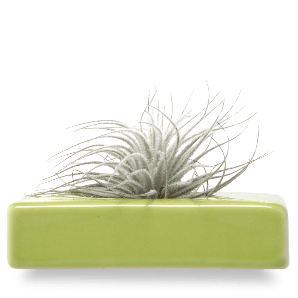 Swayzak Ceramic Dish For Ikebana Kenzans - Chive US Wholesale