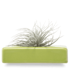 Swayzak Ceramic Dish For Ikebana Kenzans - Chive US Wholesale