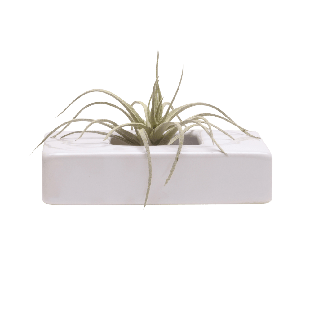 Swayzak Ceramic Dish For Ikebana Kenzans - Chive US Wholesale