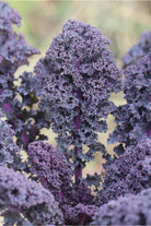 Scarlet Kale Vegetable Seeds Packet - Chive US Wholesale