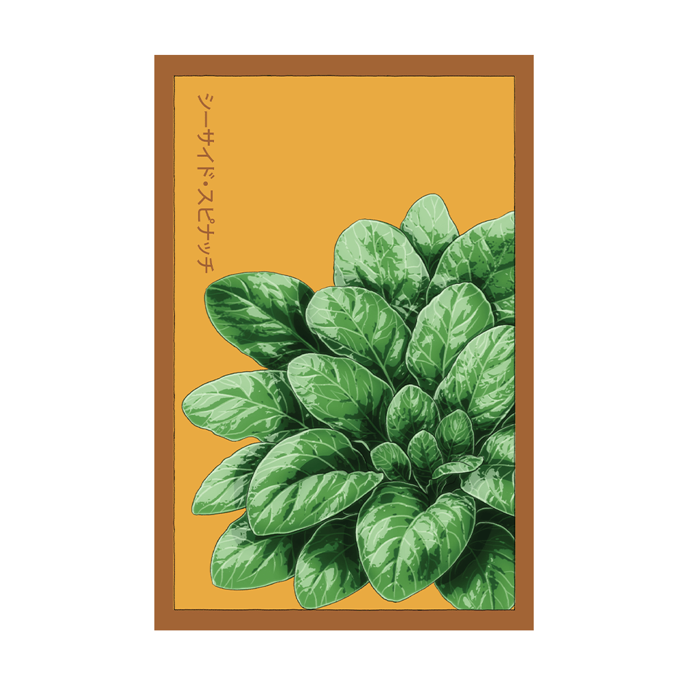Fresh Seaside Spinach Vegetable Seeds Packet - Chive US Wholesale