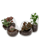 Terrarium Bowl Glass Succulent Garden - Chive US Wholesale