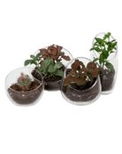 Terrarium Bowl Glass Succulent Garden - Chive US Wholesale