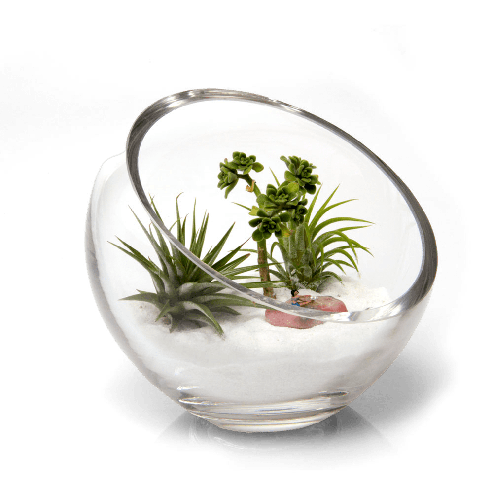 Terrarium Bowl Glass Succulent Garden - Chive US Wholesale