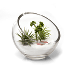 Terrarium Bowl Glass Succulent Garden - Chive US Wholesale