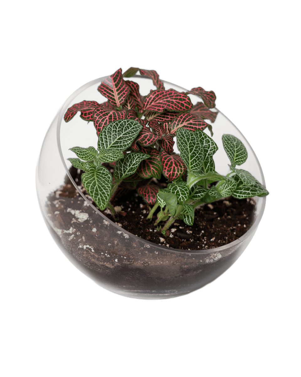 Terrarium Bowl Glass Succulent Garden - Chive US Wholesale