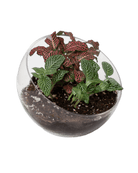 Terrarium Bowl Glass Succulent Garden - Chive US Wholesale