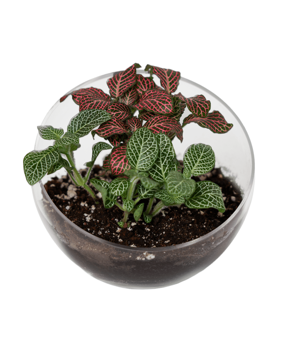 Terrarium Bowl Glass Succulent Garden - Chive US Wholesale