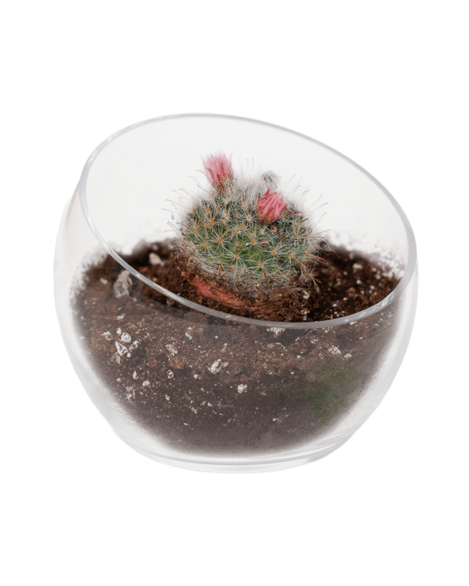 Terrarium Bowl Glass Succulent Garden - Chive US Wholesale