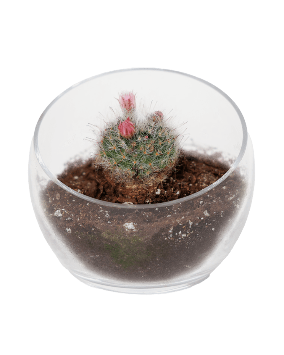 Terrarium Bowl Glass Succulent Garden - Chive US Wholesale