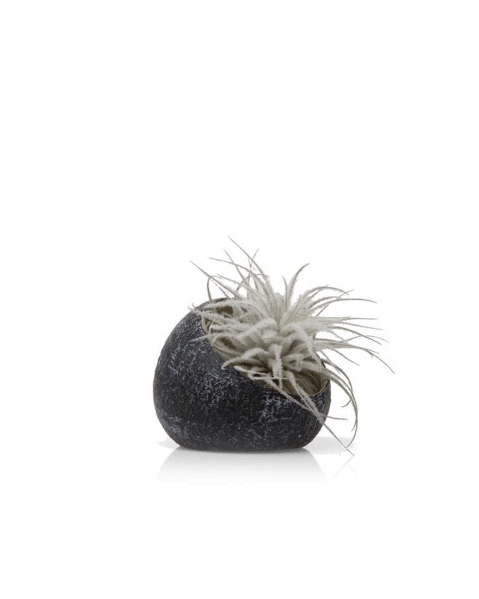 Terrarium Koski Ceramic Air Plant Holder Kit - Chive US Wholesale