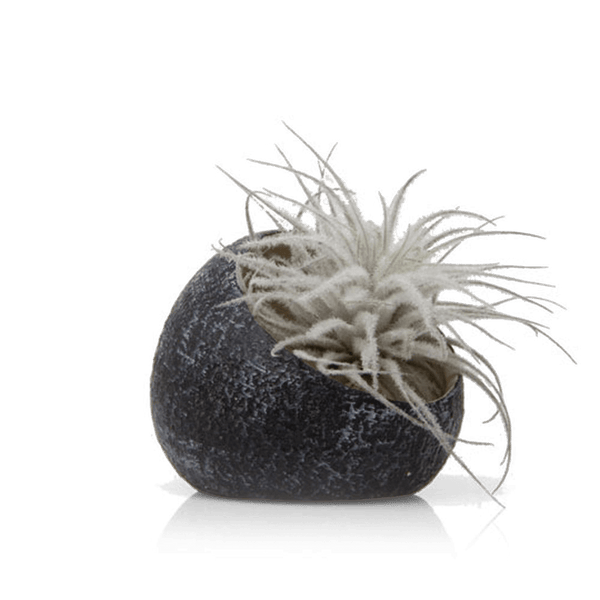 Terrarium Koski Ceramic Air Plant Holder – Chive US Wholesale