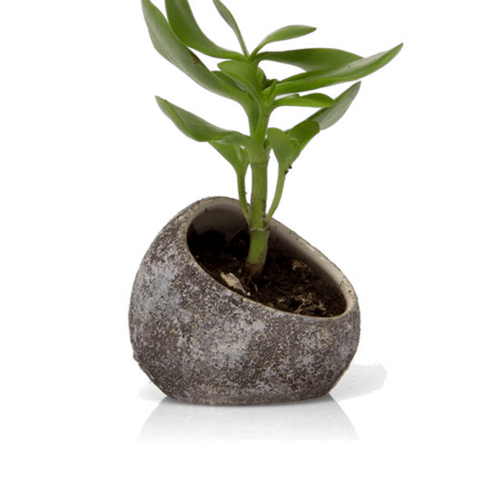 Terrarium Koski Ceramic Air Plant Holder - Chive US Wholesale