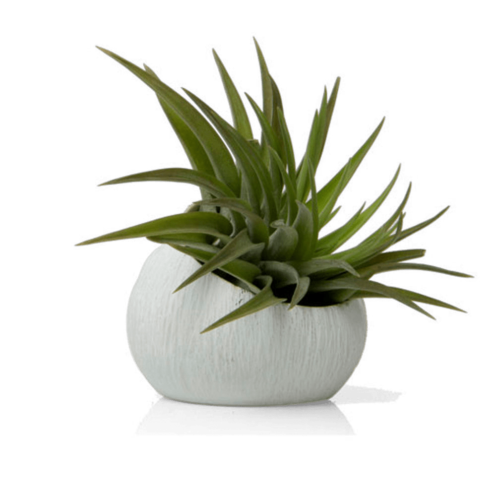 Terrarium Koski Ceramic Air Plant Holder - Chive US Wholesale