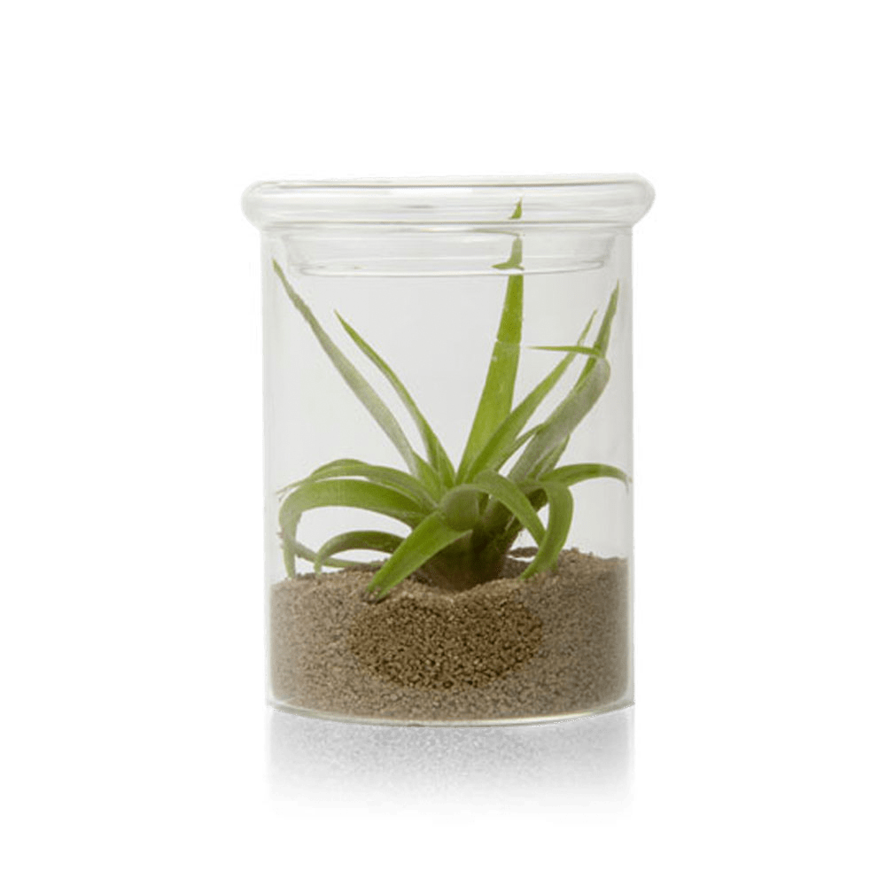 Petri Glass Terrarium Jar For Succulents - Chive US Wholesale