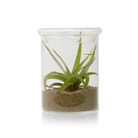 Petri Glass Terrarium Jar For Succulents - Chive US Wholesale