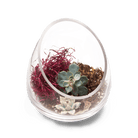 Terrarium Bowl Glass Succulent Garden - Chive US Wholesale