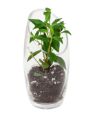 Terrarium Bowl Glass Succulent Garden - Chive US Wholesale