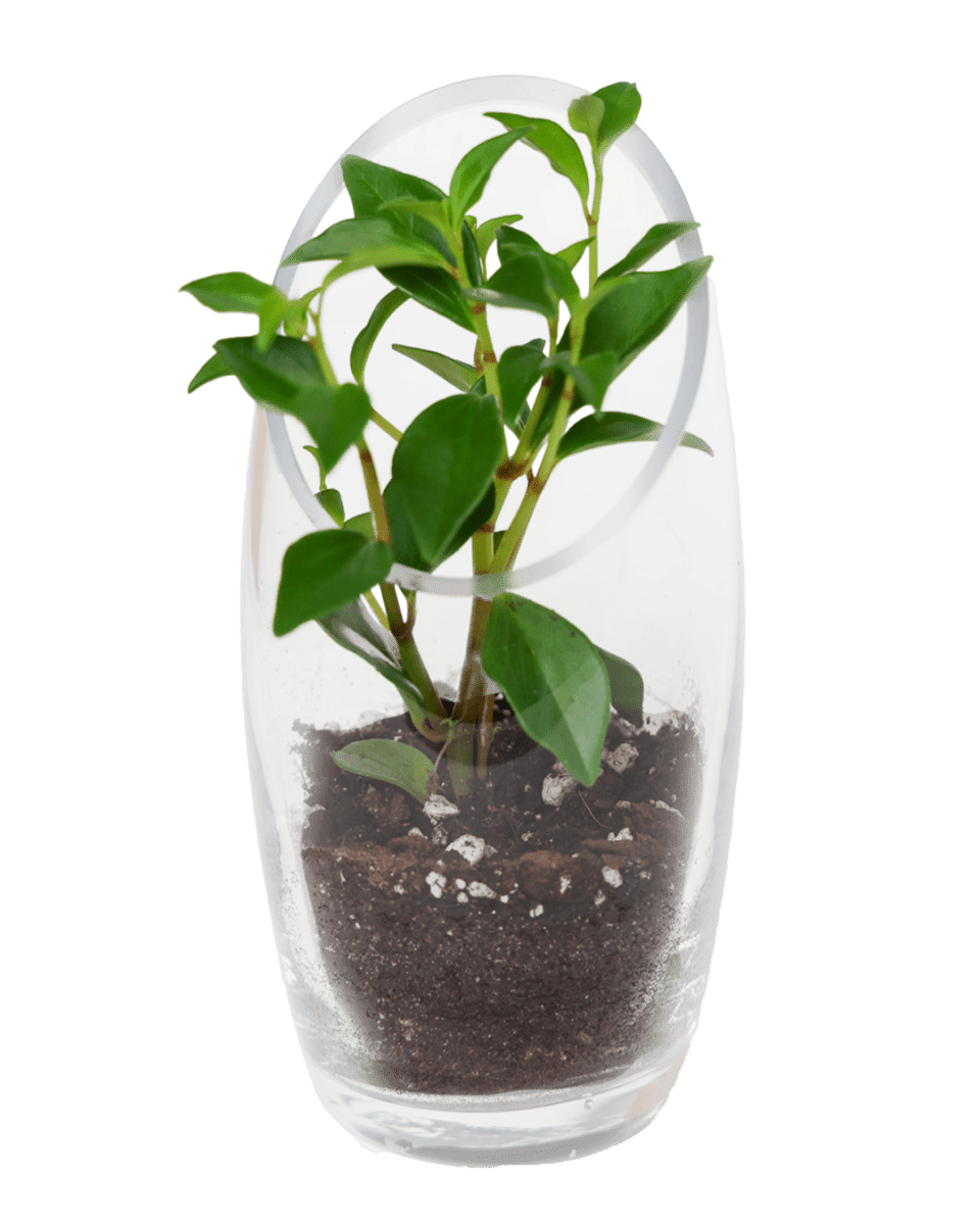 Terrarium Bowl Glass Succulent Garden - Chive US Wholesale