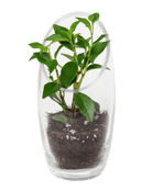 Terrarium Bowl Glass Succulent Garden - Chive US Wholesale