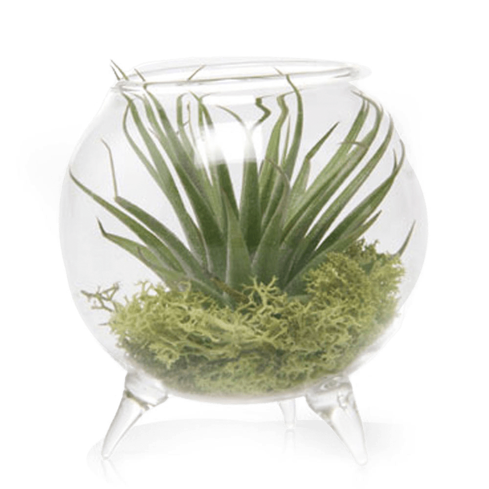 Terrarium Single Glass For Airplants - Chive US Wholesale