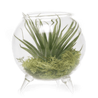 Terrarium Single Glass For Airplants - Chive US Wholesale