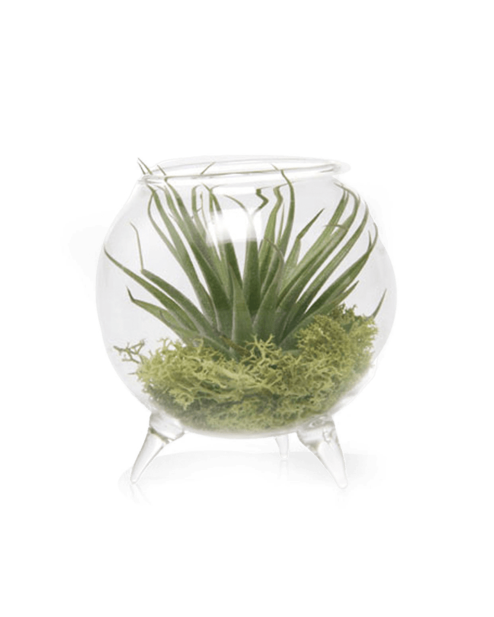 Terrarium Single Glass For Airplants - Chive US Wholesale