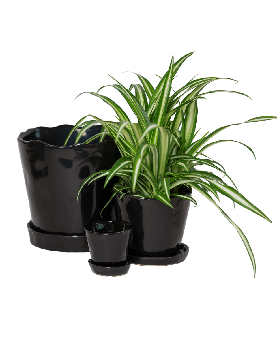 Tika Ceramic Pot & Saucer Set With Drainage - Chive US Wholesale