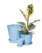 Tika Pot & Saucer | 5 inch - Chive US Wholesale