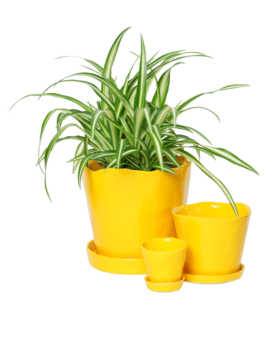 Tika Ceramic Pot & Saucer Set With Drainage - Chive US Wholesale