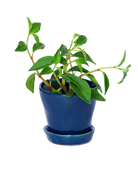 Tika Pot & Saucer | 3 inch - Chive US Wholesale