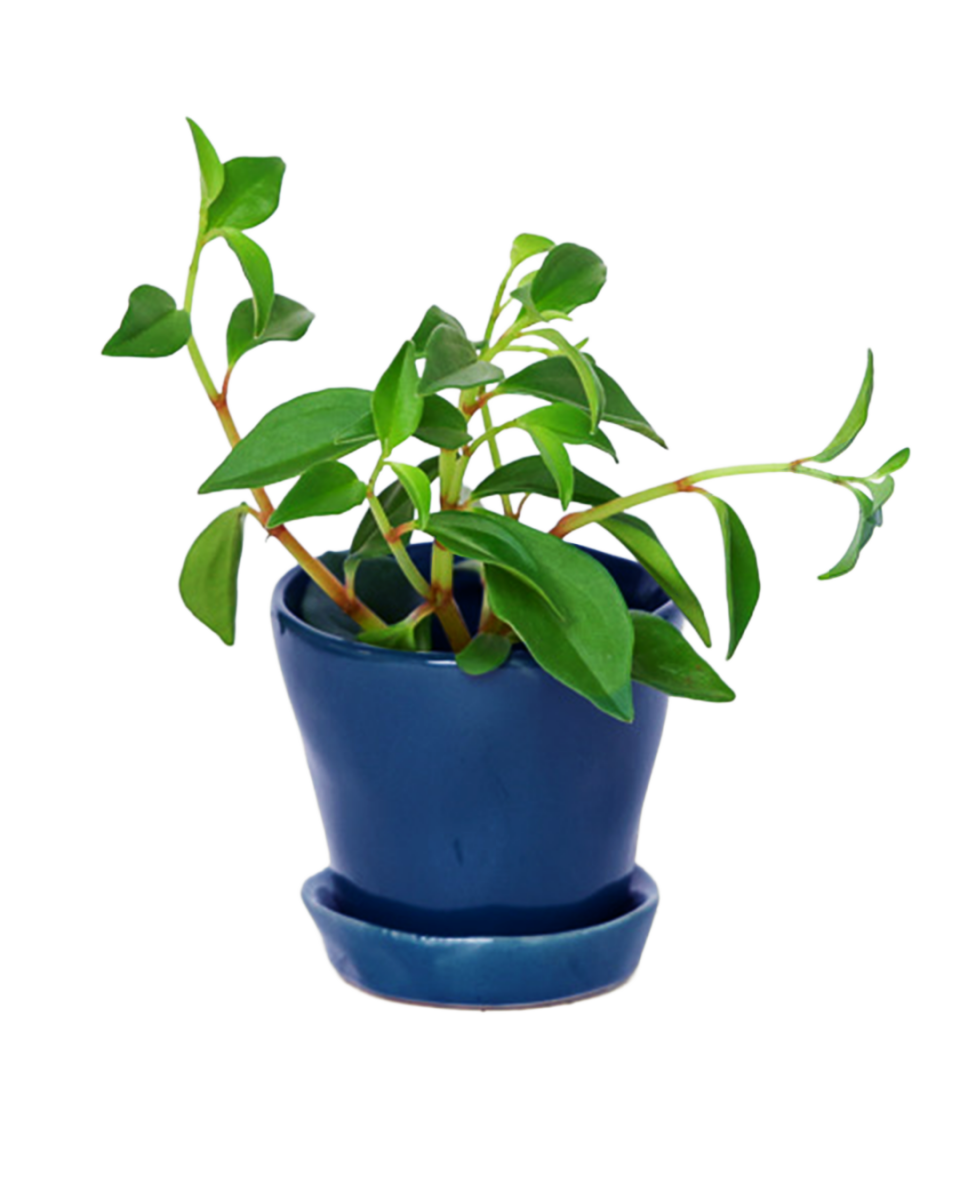 Tika Pot & Saucer | 3 inch - Chive US Wholesale