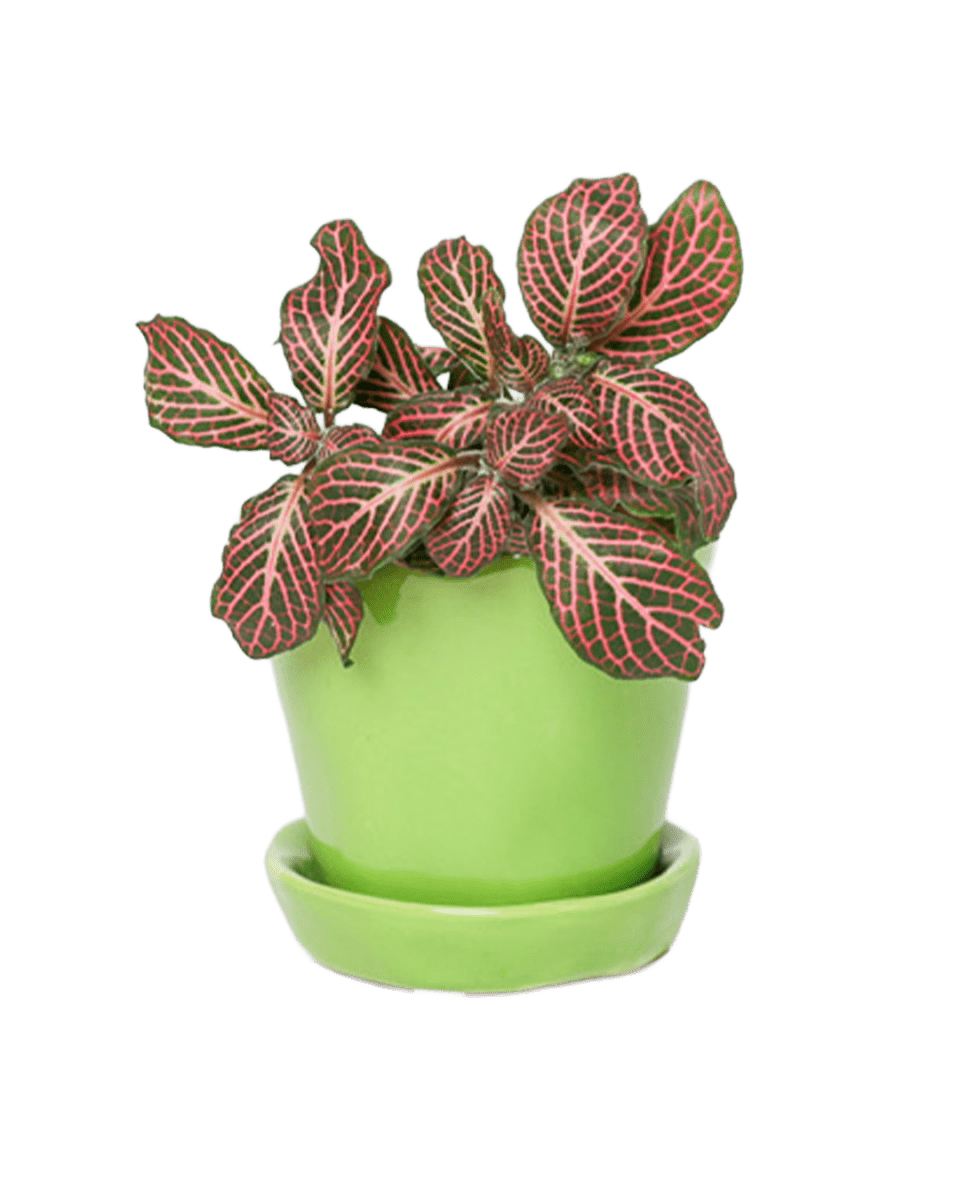 Tika Ceramic Pot & Saucer Set With Drainage - Chive US Wholesale