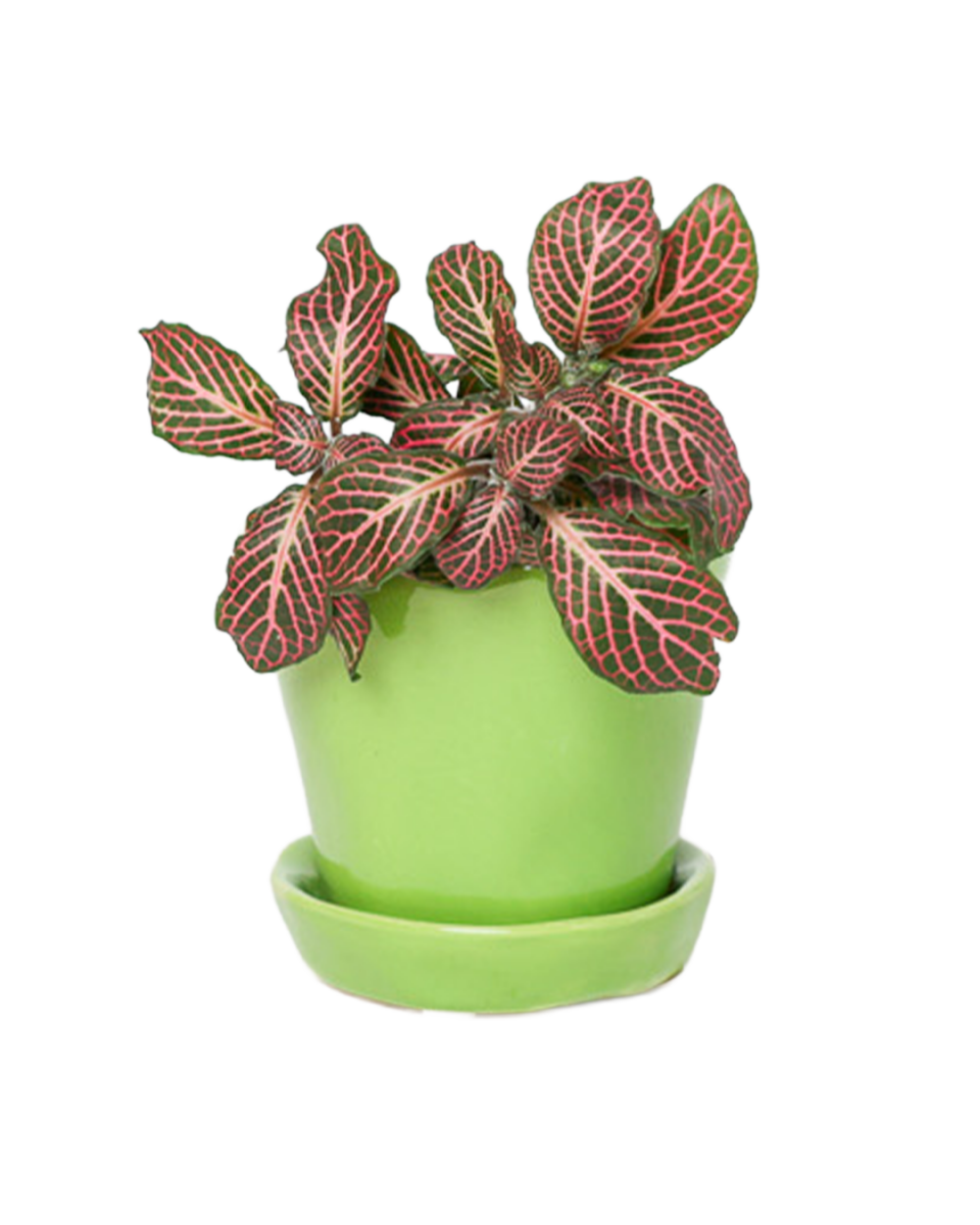 Tika Pot & Saucer | 3 inch - Chive US Wholesale