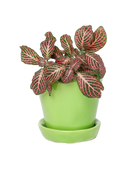Tika Pot & Saucer | 3 inch - Chive US Wholesale