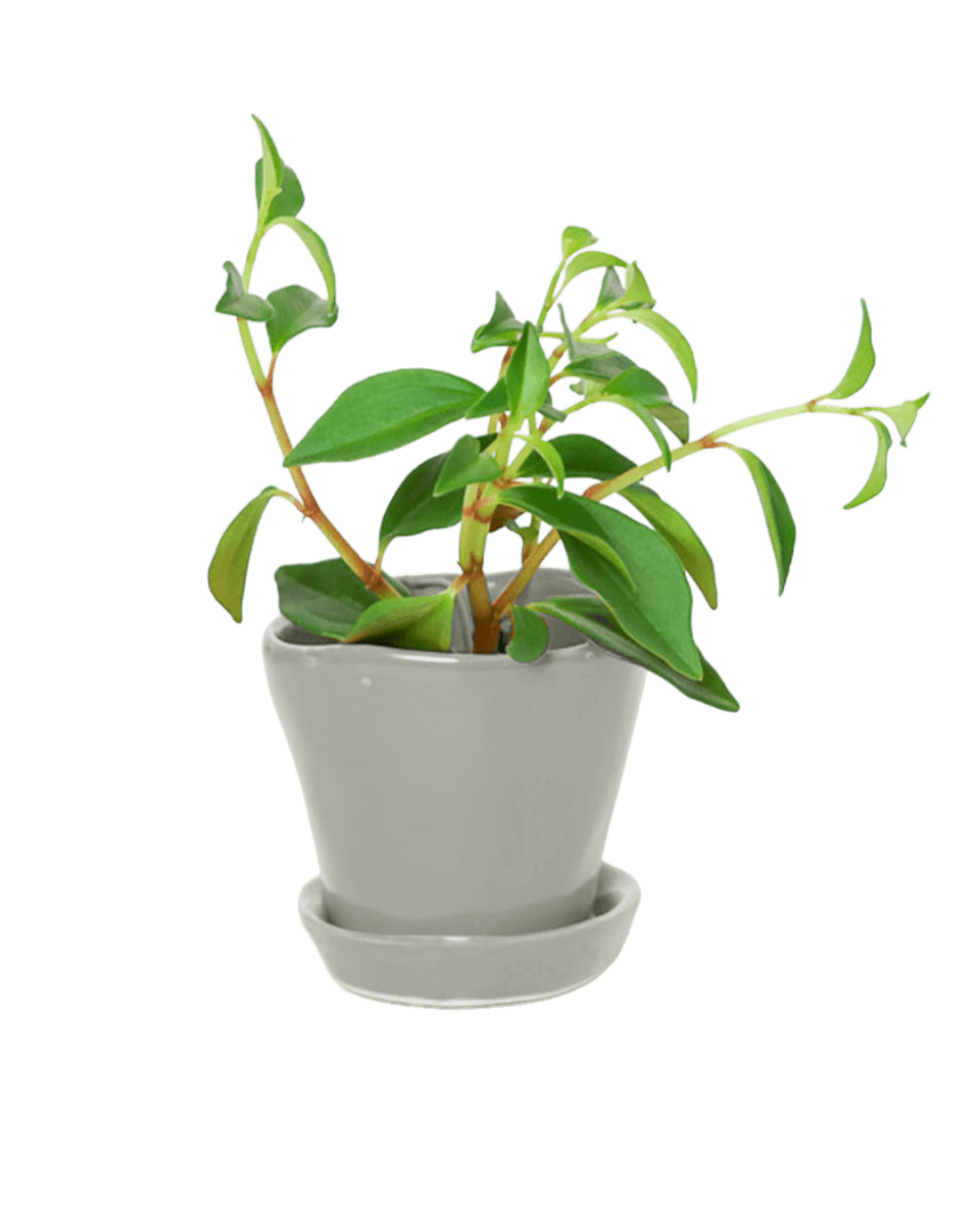 Tika Pot & Saucer | 3 inch - Chive US Wholesale