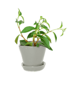 Tika Pot & Saucer | 3 inch - Chive US Wholesale