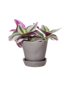 Tika Pot & Saucer | 3 inch - Chive US Wholesale