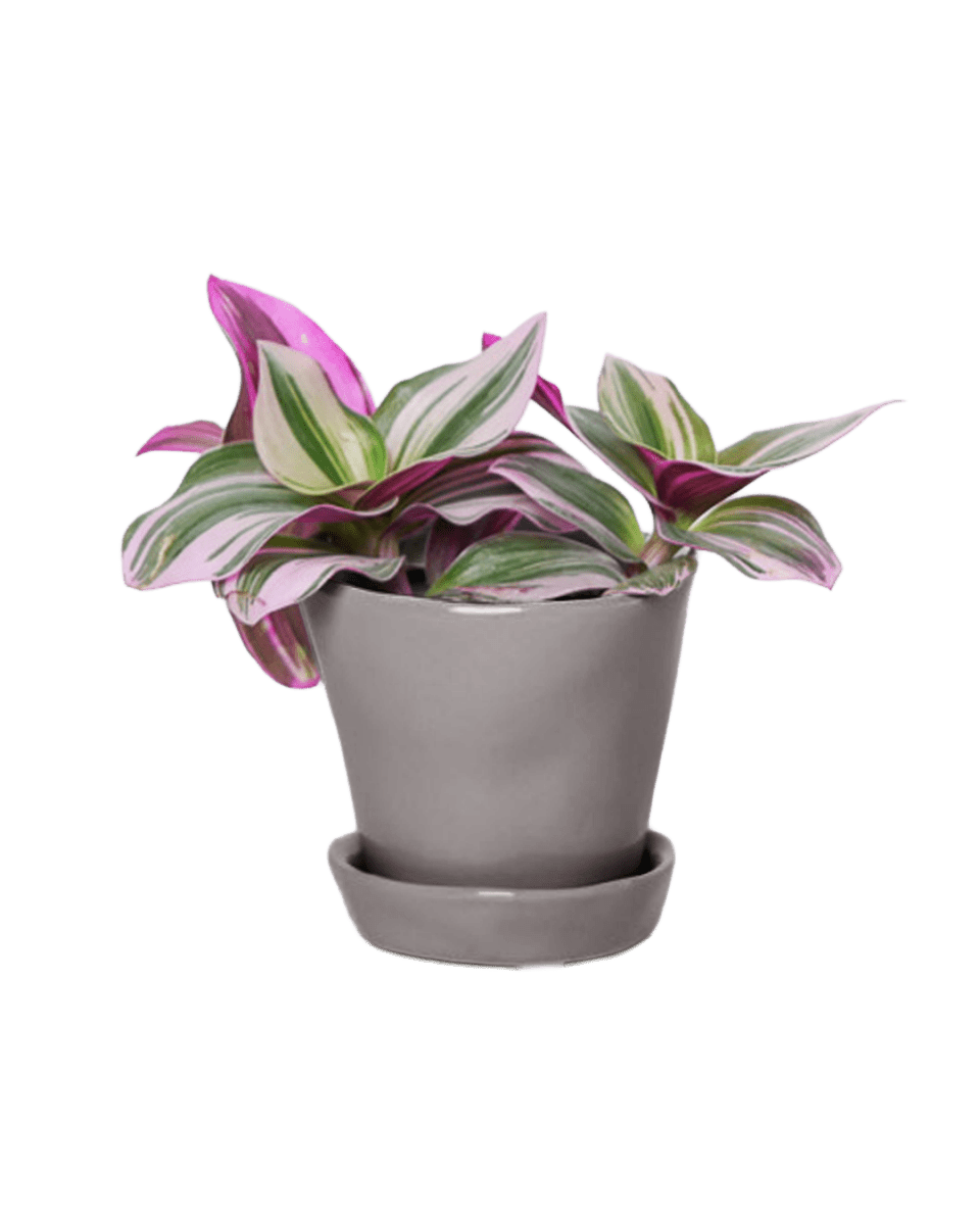 Tika Pot & Saucer | 3 inch - Chive US Wholesale