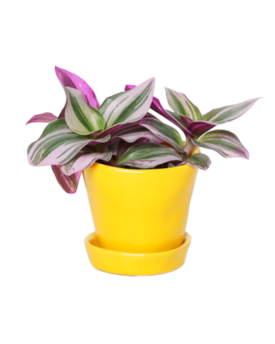 Tika Ceramic Pot & Saucer Set With Drainage - Chive US Wholesale