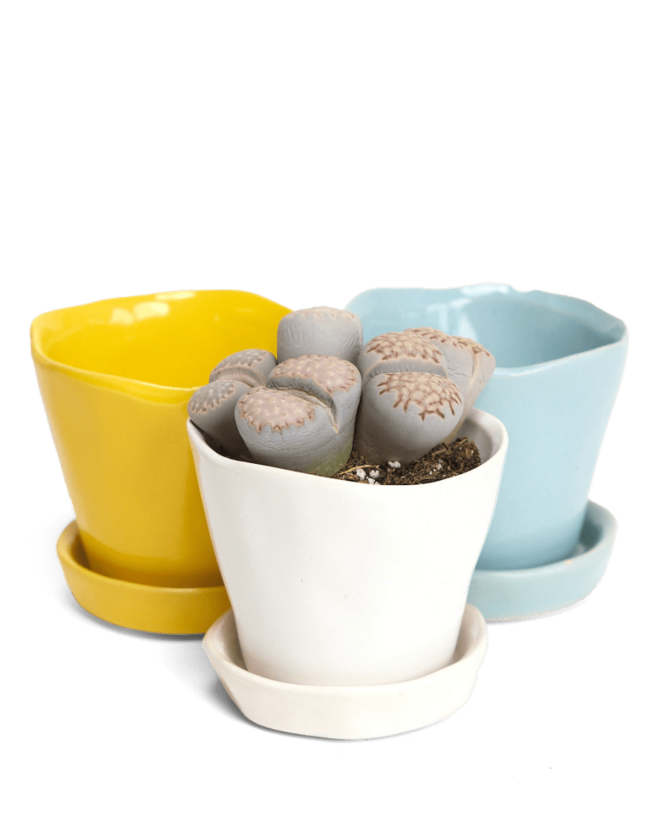 Tika Ceramic Pot & Saucer Set With Drainage - Chive US Wholesale