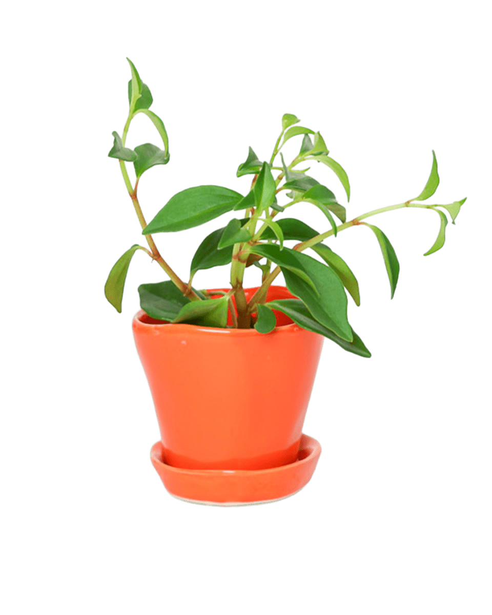 Tika Ceramic Pot & Saucer Set With Drainage - Chive US Wholesale