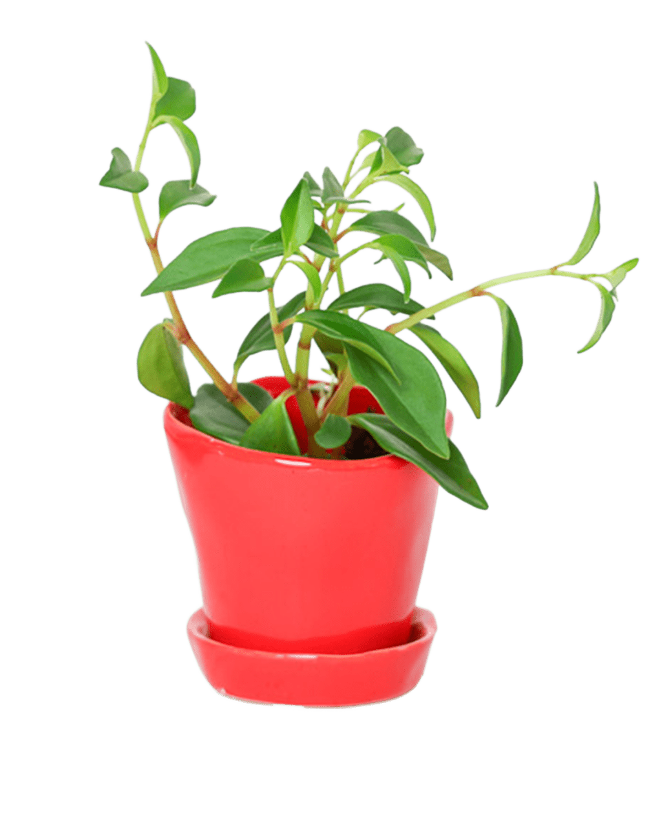 Tika Ceramic Pot & Saucer Set With Drainage - Chive US Wholesale