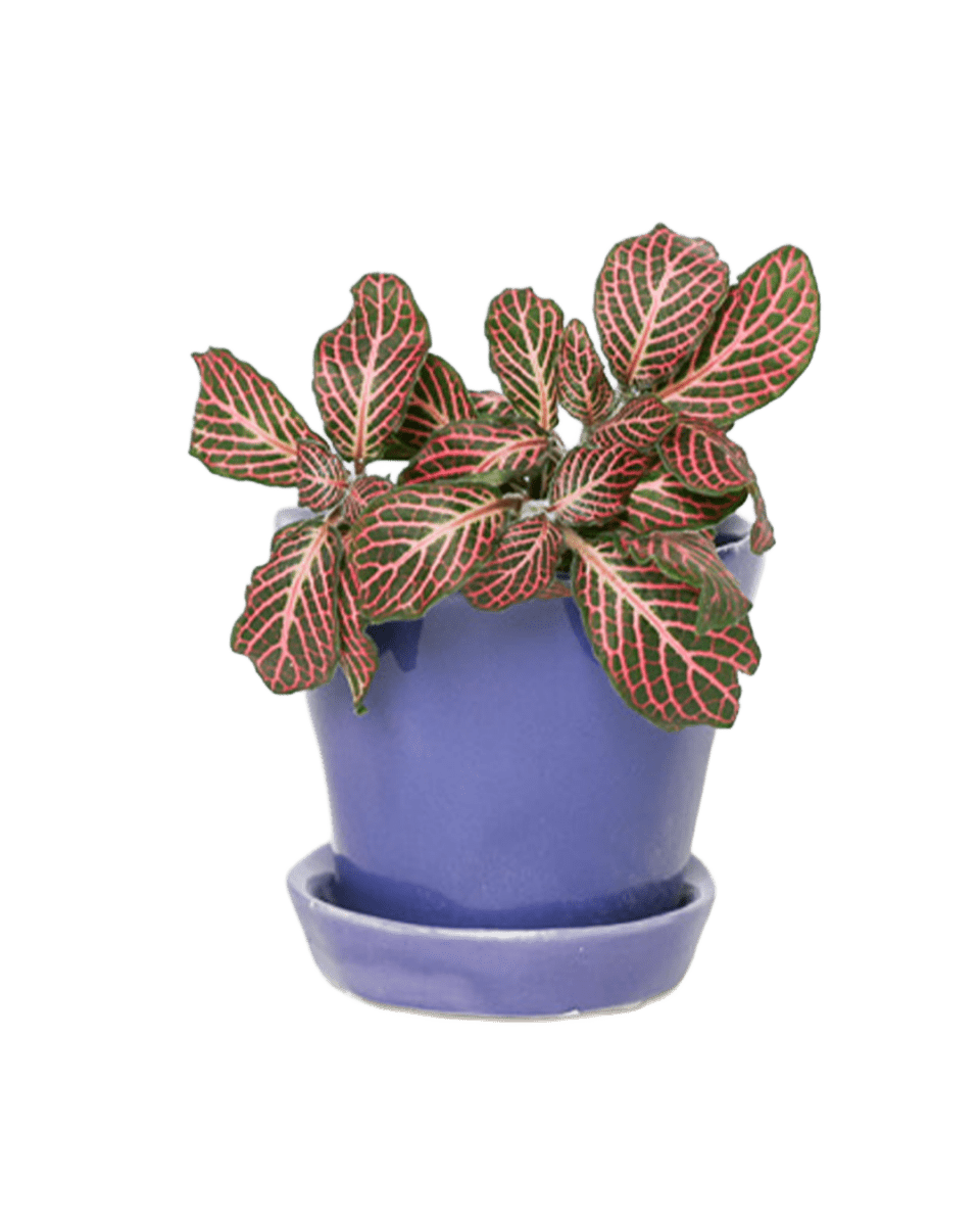 Tika Ceramic Pot & Saucer Set With Drainage - Chive US Wholesale