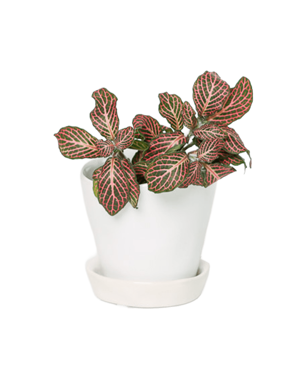 Tika Ceramic Pot & Saucer Set With Drainage - Chive US Wholesale