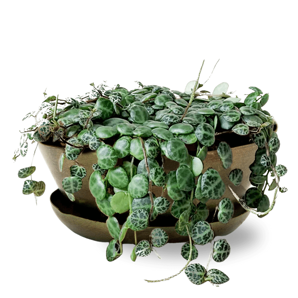 Topper Metal Succulent Dish - Chive US Wholesale