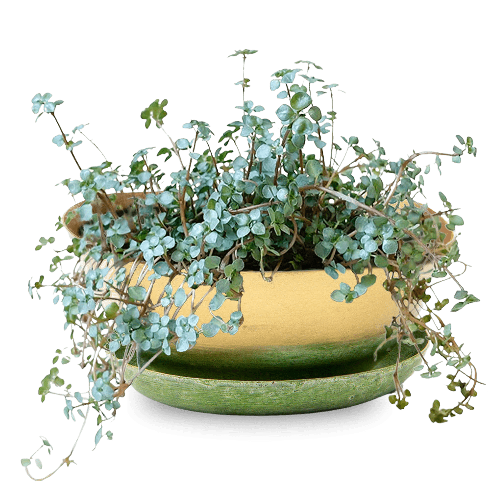 Topper Metal Succulent Dish - Chive US Wholesale